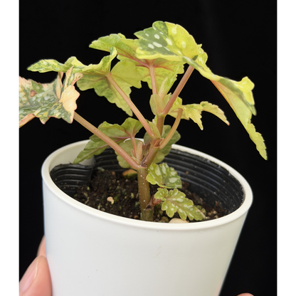 【一点もの】ベゴニア 出雲の煌星 斑入り Izumo no Kiraboshi variegated 希少 激レア