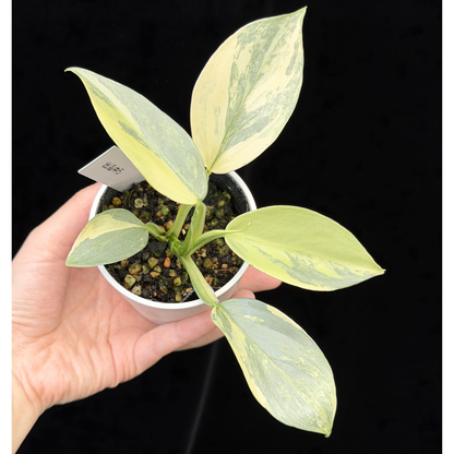 【一点もの】Philodendron Silver Sword Variegata フィロデンドロン シルバーソード 斑入り 5