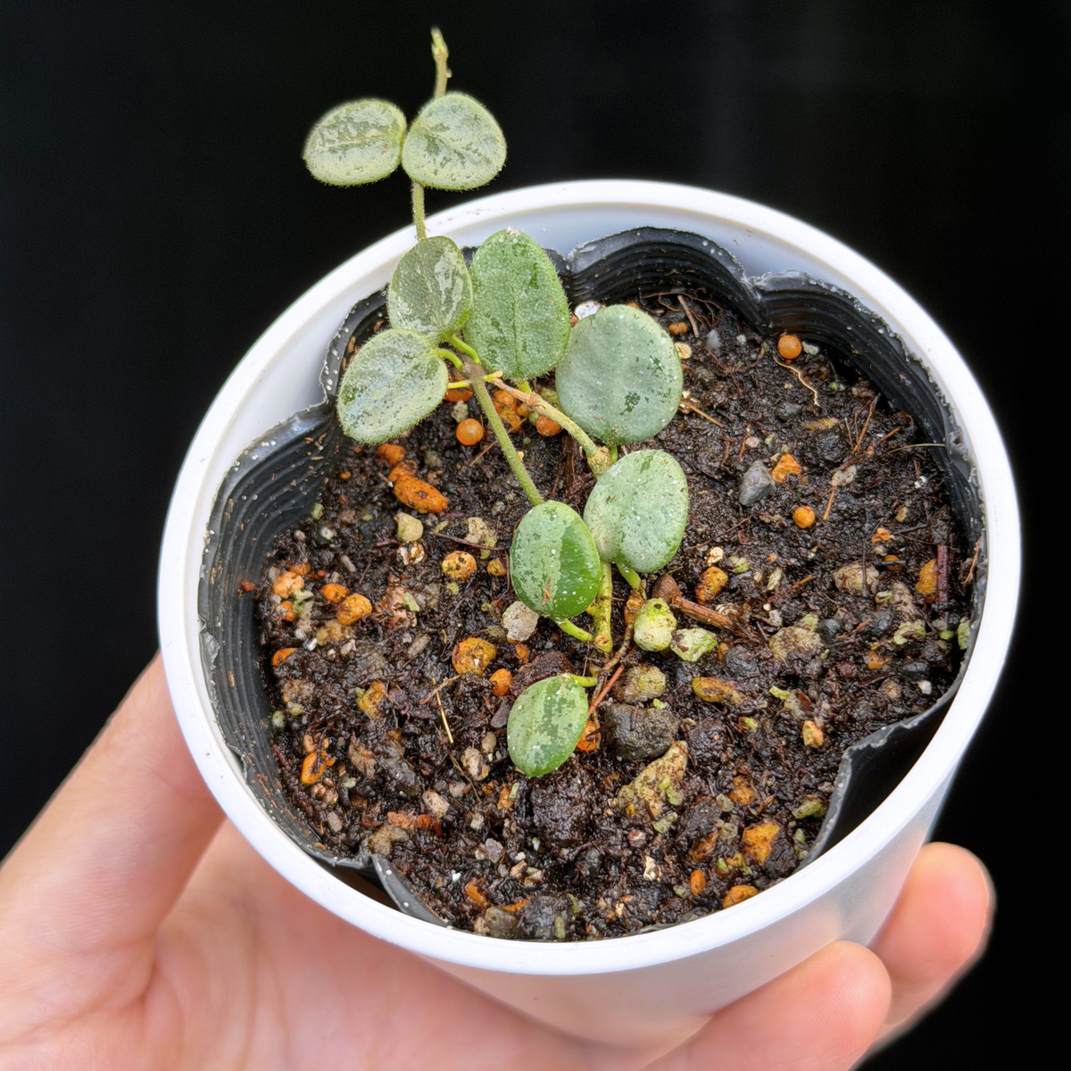 【一点もの】ホヤ セルペンス シルバー Hoya Serpens silver 希少 レア
