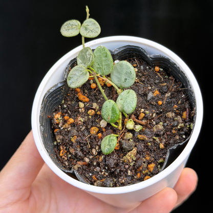 【一点もの】ホヤ セルペンス シルバー Hoya Serpens silver 希少 レア
