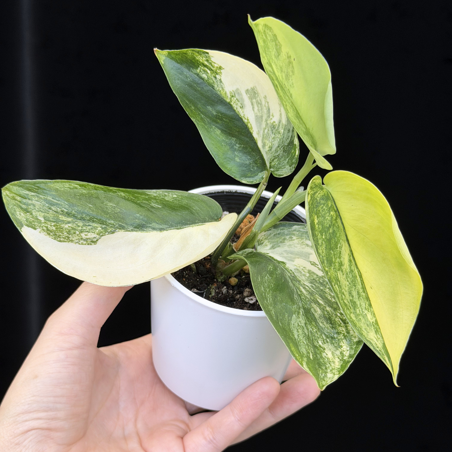 【一点もの】スキンダプサス ジェイドサテン オーレア Scindapsus  ‘Jade Satin’ aurea variegated