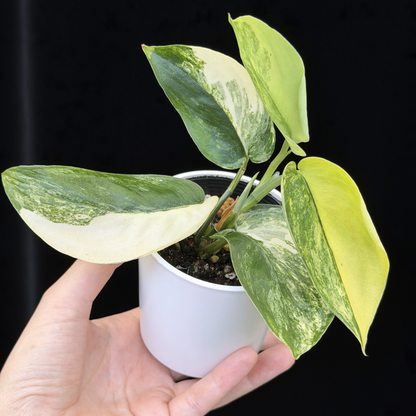 【一点もの】スキンダプサス ジェイドサテン オーレア Scindapsus  ‘Jade Satin’ aurea variegated