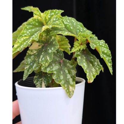 【一点もの】ベゴニア 出雲の煌星 斑入り Izumo no Kiraboshi variegated 希少 激レア