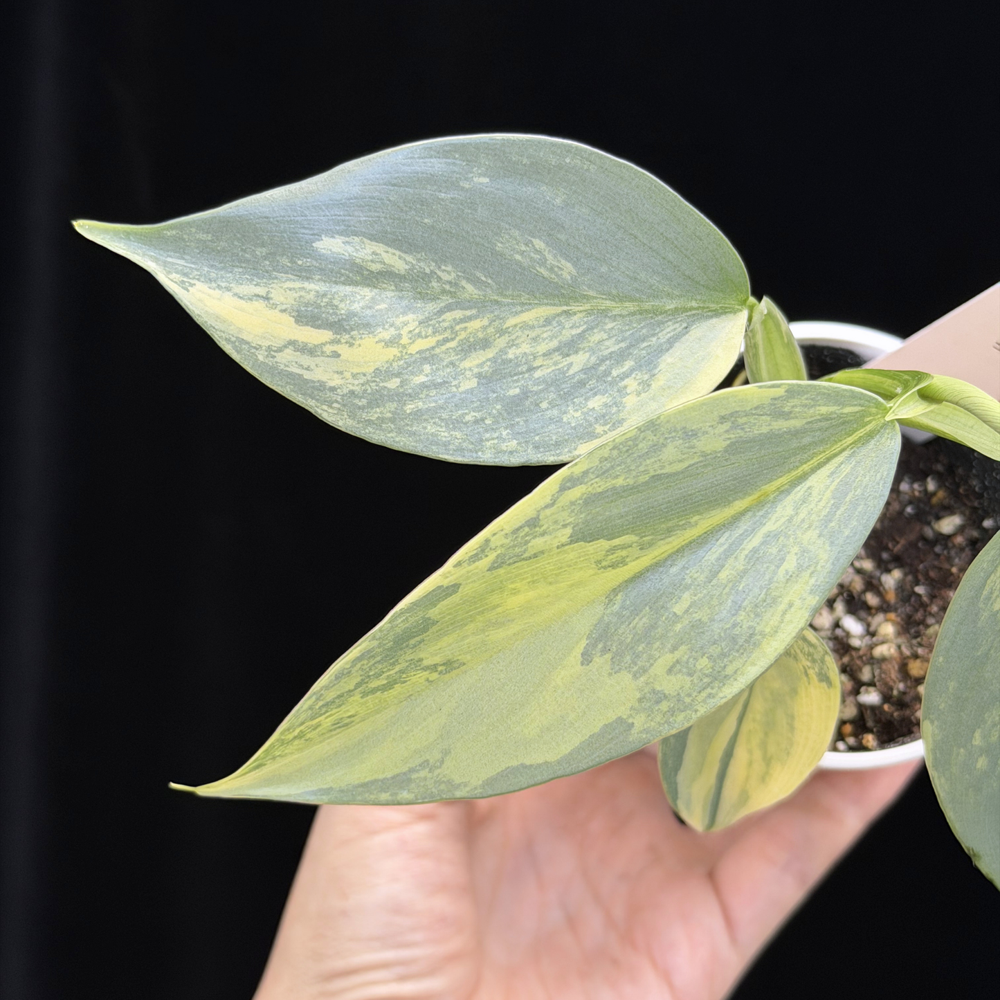 【一点もの】Philodendron Silver Sword Variegata フィロデンドロン シルバーソード シルバーメタル ハスタータム 斑入り レア 希少 14