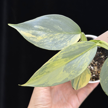 【一点もの】Philodendron Silver Sword Variegata フィロデンドロン シルバーソード シルバーメタル ハスタータム 斑入り レア 希少 14