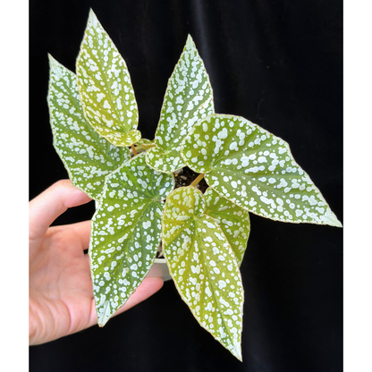 【一点もの】ベゴニア スノーキャップド 斑入り Begonia Snow Capped variegata