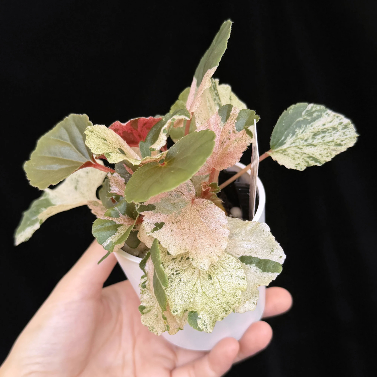 【一点もの】ベゴニア ククラータ ピンク斑入り begonia cucullata Pink variegated 希少 レア 13