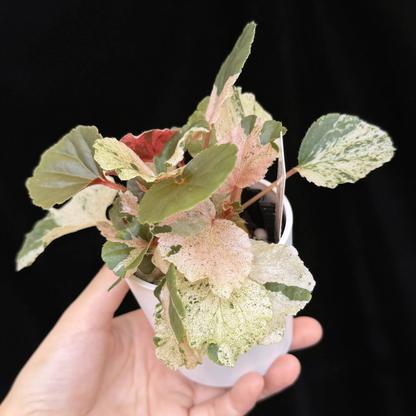 【一点もの】ベゴニア ククラータ ピンク斑入り begonia cucullata Pink variegated 希少 レア 13
