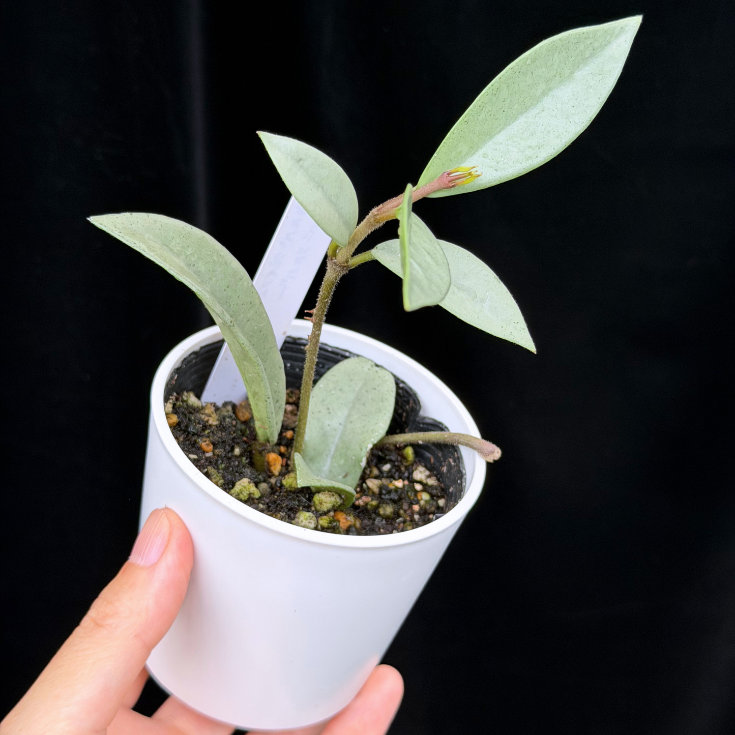 【一点もの】ホヤ ウィルバーグレイブス シルバー Hoya carnosa 'wilbur graves silver'