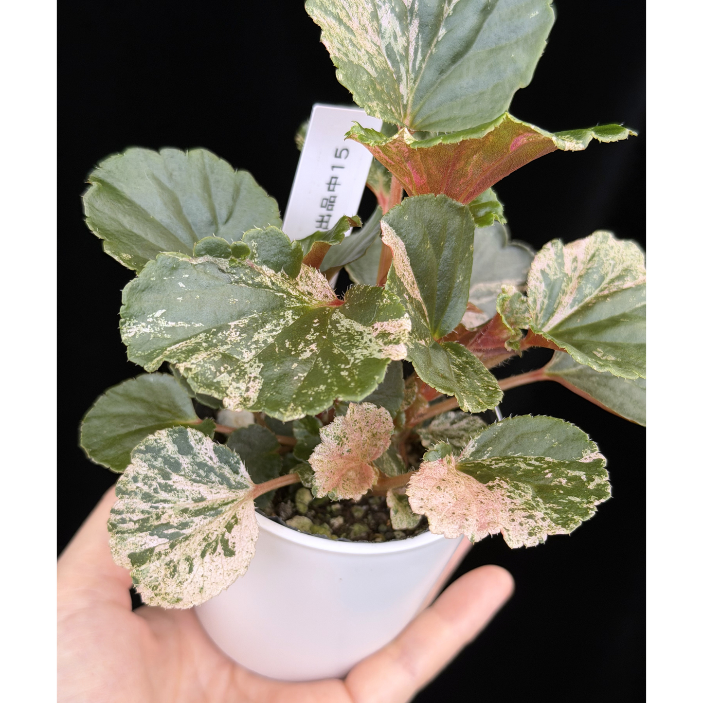 【一点もの】ベゴニア ククラータ ピンク斑入り begonia cucullata Pink variegated 希少 レア 15