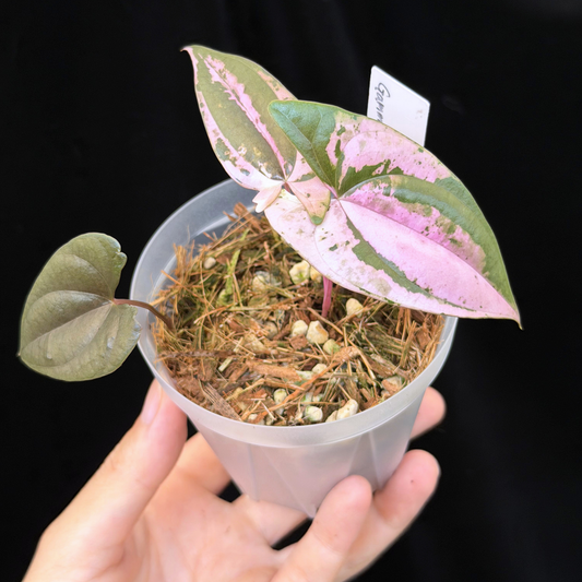 【一点もの】 Dioscorea filiformis ‘Gamma Ray’　ねこチップSS植え 激レア
