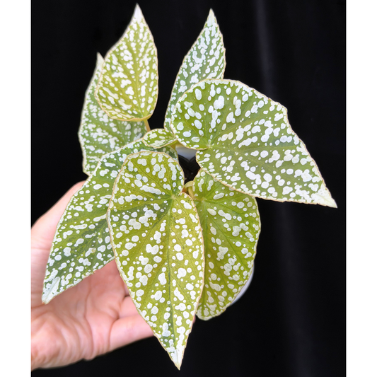 【一点もの】ベゴニア スノーキャップド 斑入り Begonia Snow Capped variegata