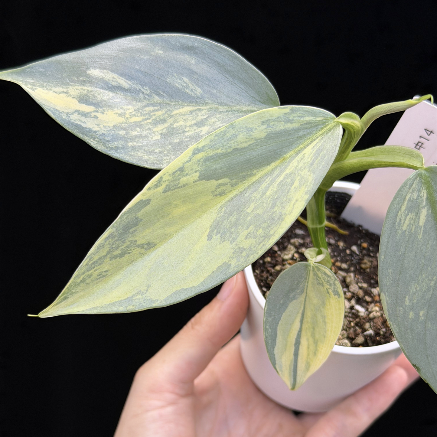 【一点もの】Philodendron Silver Sword Variegata フィロデンドロン シルバーソード シルバーメタル ハスタータム 斑入り レア 希少 14