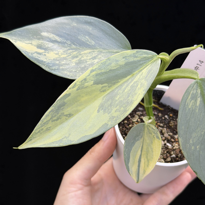 【一点もの】Philodendron Silver Sword Variegata フィロデンドロン シルバーソード シルバーメタル ハスタータム 斑入り レア 希少 14