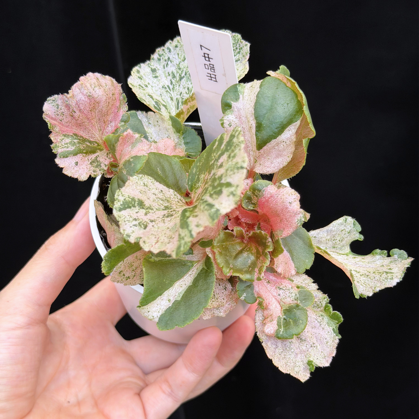 【一点もの】ベゴニア ククラータ ピンク斑入り begonia cucullata Pink variegated 希少 レア 7