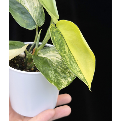 【一点もの】スキンダプサス ジェイドサテン オーレア Scindapsus  ‘Jade Satin’ aurea variegated