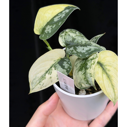 【一点もの】スキンダプサス ピクタス マヤリ Scindapsus Pictus variegata “ｍayari “ 11