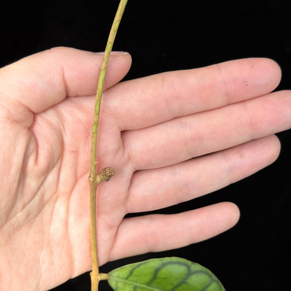 【一点もの】ホヤ カリストフィラ 花座付き Hoya callistophylla