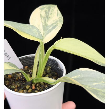 【一点もの】Philodendron Silver Sword Variegata フィロデンドロン シルバーソード 斑入り 5