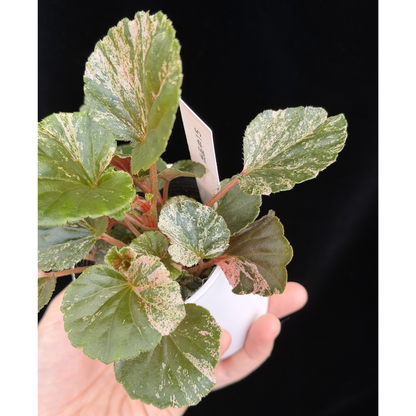 【一点もの】ベゴニア ククラータ ピンク斑入り begonia cucullata Pink variegated 希少 レア 15