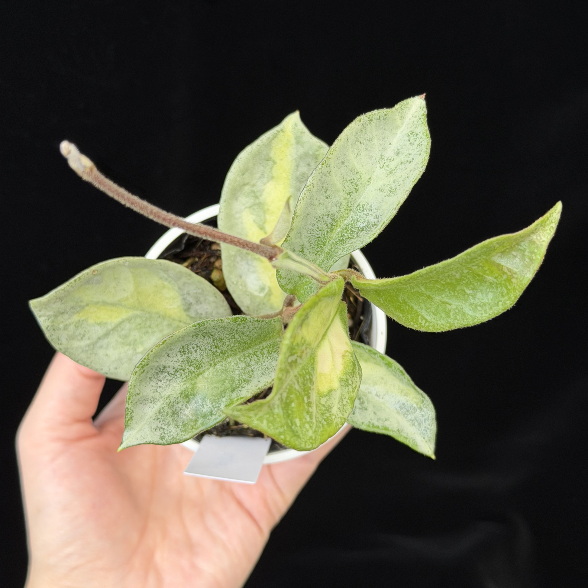 一点もの】ホヤ・アルゲンティア・プリンセス Hoya carnosa 'Argentea