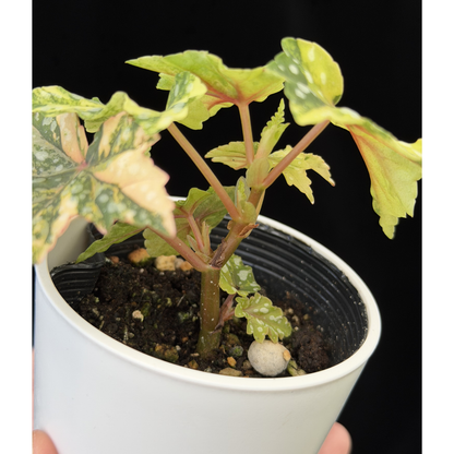 【一点もの】ベゴニア 出雲の煌星 斑入り Izumo no Kiraboshi variegated 希少 激レア