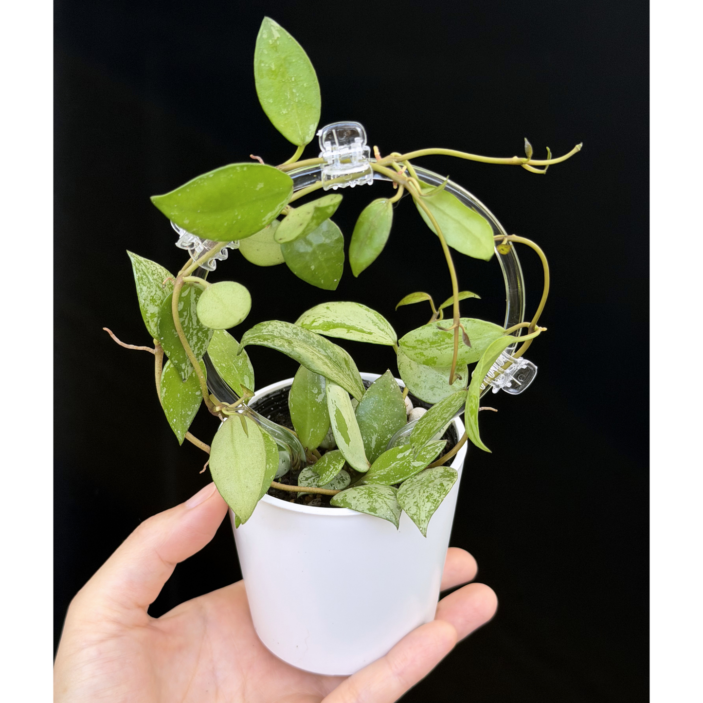 【一点もの】ホヤ ラクノーサ スルカタ Hoya lacunosa sulcata クリア支柱Sサイズ