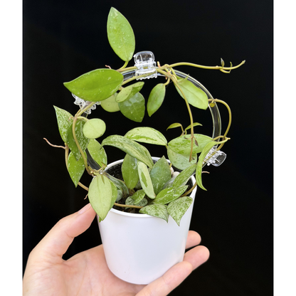 【一点もの】ホヤ ラクノーサ スルカタ Hoya lacunosa sulcata クリア支柱Sサイズ