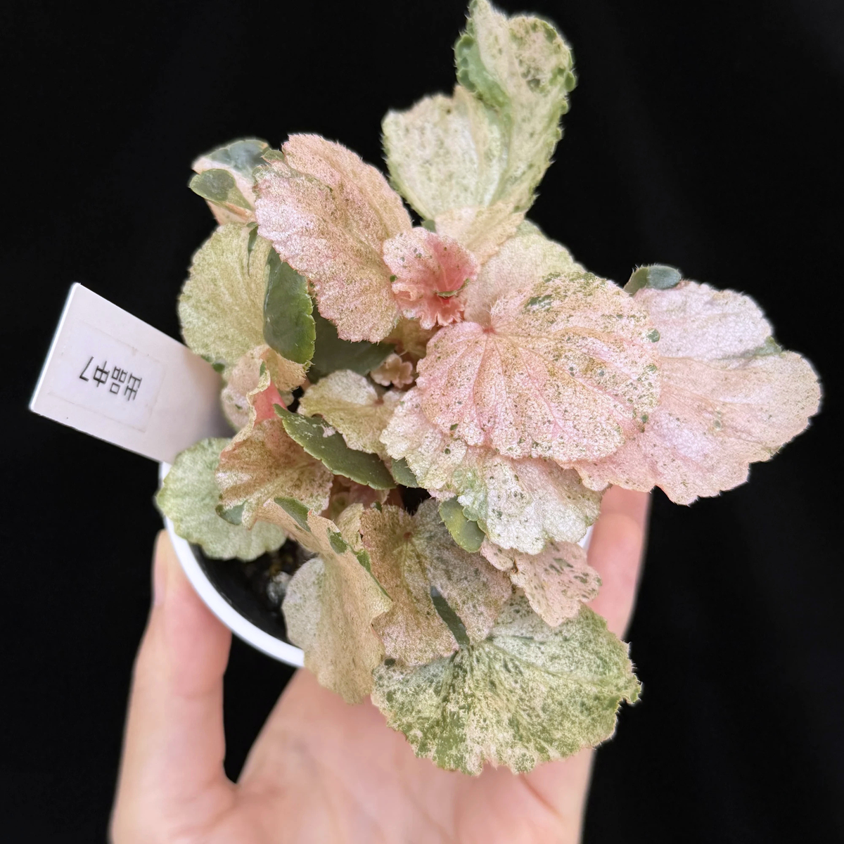 【一点もの】ベゴニア ククラータ ピンク斑入り begonia cucullata Pink variegated 希少 レア 7