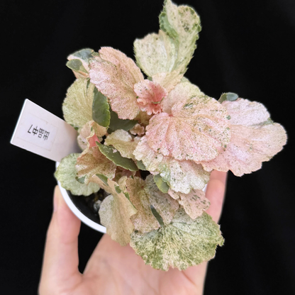 【一点もの】ベゴニア ククラータ ピンク斑入り begonia cucullata Pink variegated 希少 レア 7