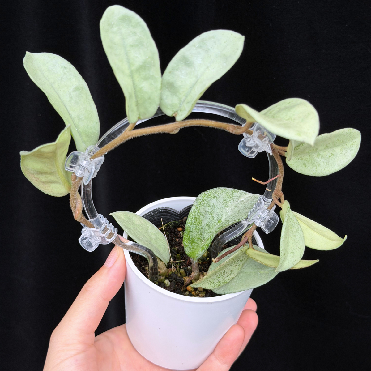 【一点もの】Hoya Carnosa Nova Ghost ホヤ カルノーサ ノバ ゴースト クリア支柱Sサイズ仕立て