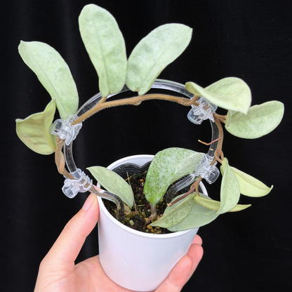 【一点もの】Hoya Carnosa Nova Ghost ホヤ カルノーサ ノバ ゴースト クリア支柱Sサイズ仕立て
