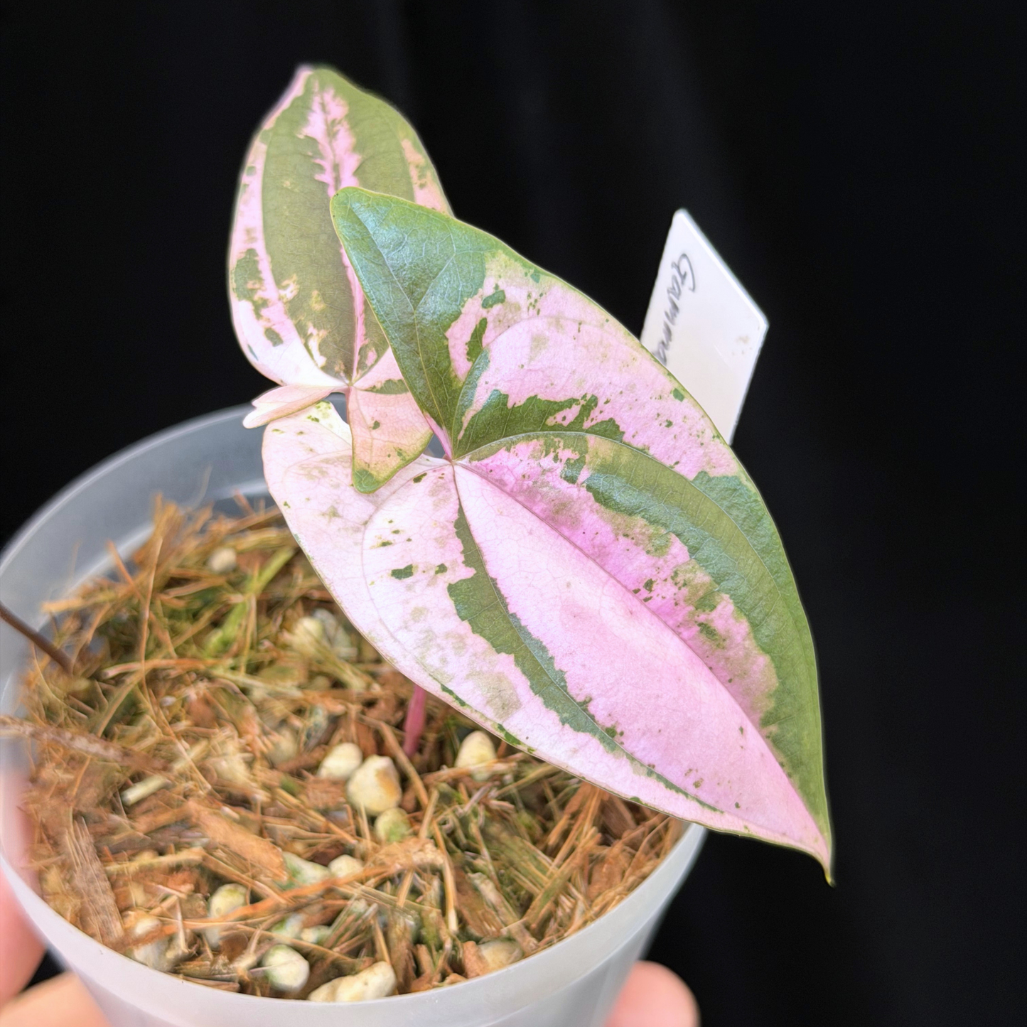 【一点もの】 Dioscorea filiformis ‘Gamma Ray’　ねこチップSS植え 激レア