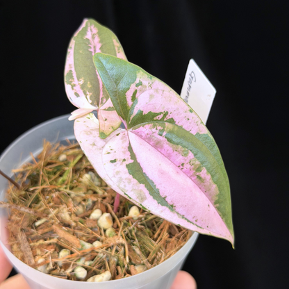 【一点もの】 Dioscorea filiformis ‘Gamma Ray’　ねこチップSS植え 激レア
