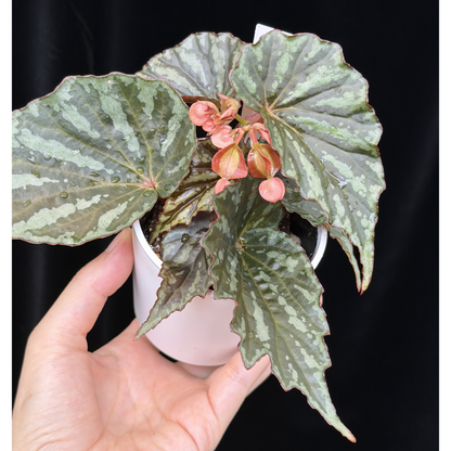 【一点もの】ベゴニア イリアンジャヤ Begonia sp.Irian jaya 7