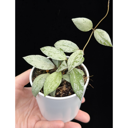 【一点もの】ホヤ ラクノーサ スルカタ Hoya lacunosa sulcata 希少 レア