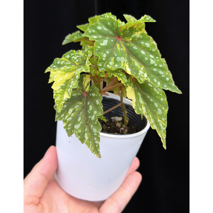 【一点もの】ベゴニア 出雲の煌星 斑入り Izumo no Kiraboshi variegated 希少 激レア