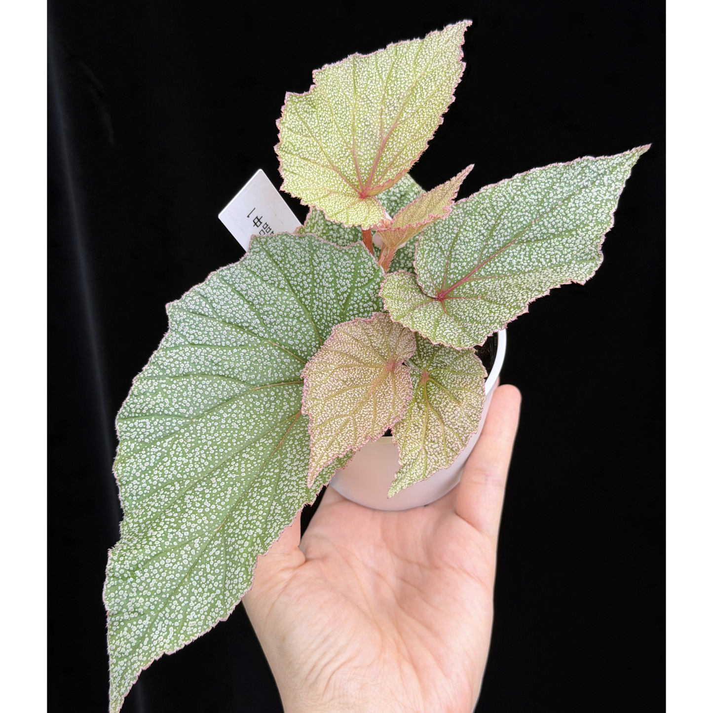 【一点もの】ベゴニア シンバッド Begonia Sinbad 1