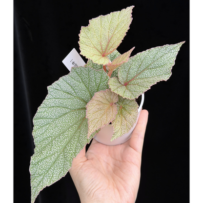 【一点もの】ベゴニア シンバッド Begonia Sinbad 1