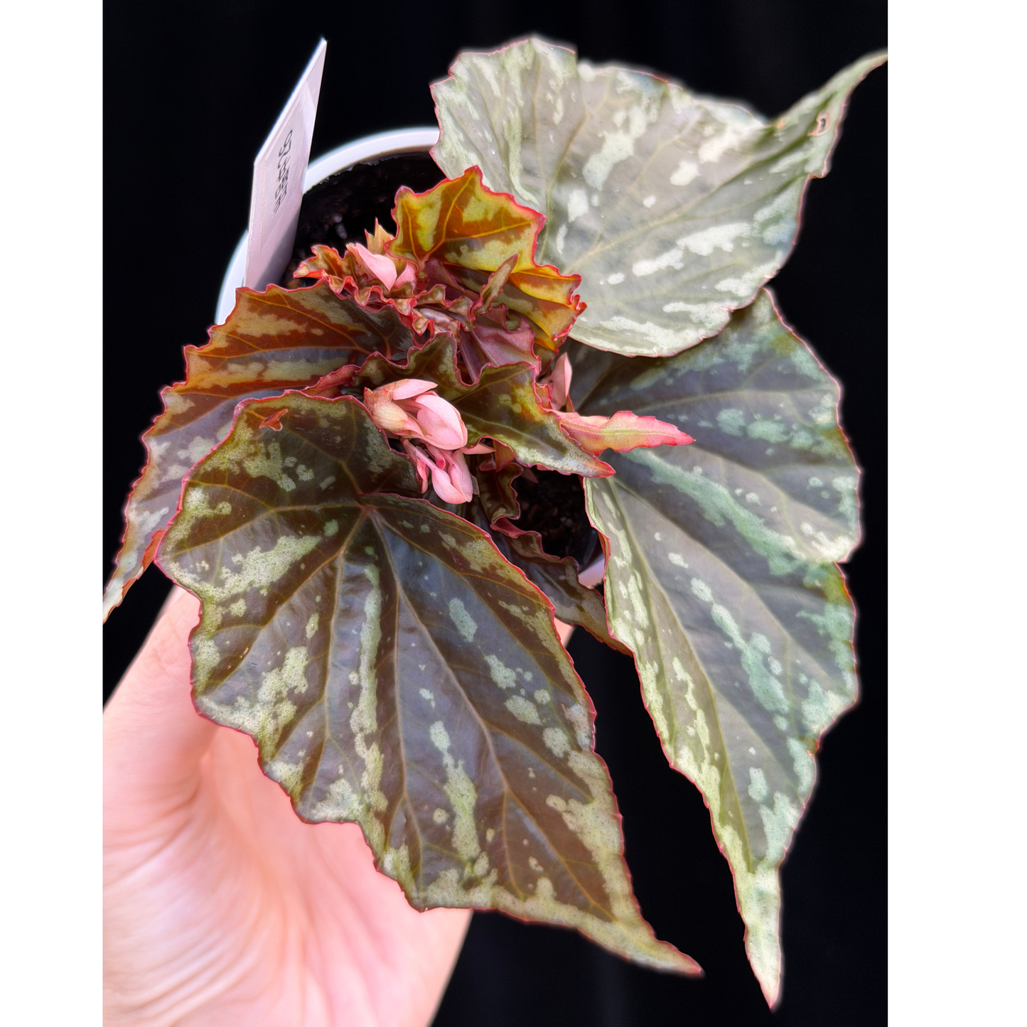 【一点もの】ベゴニア イリアンジャヤ Begonia sp.Irian jaya 26