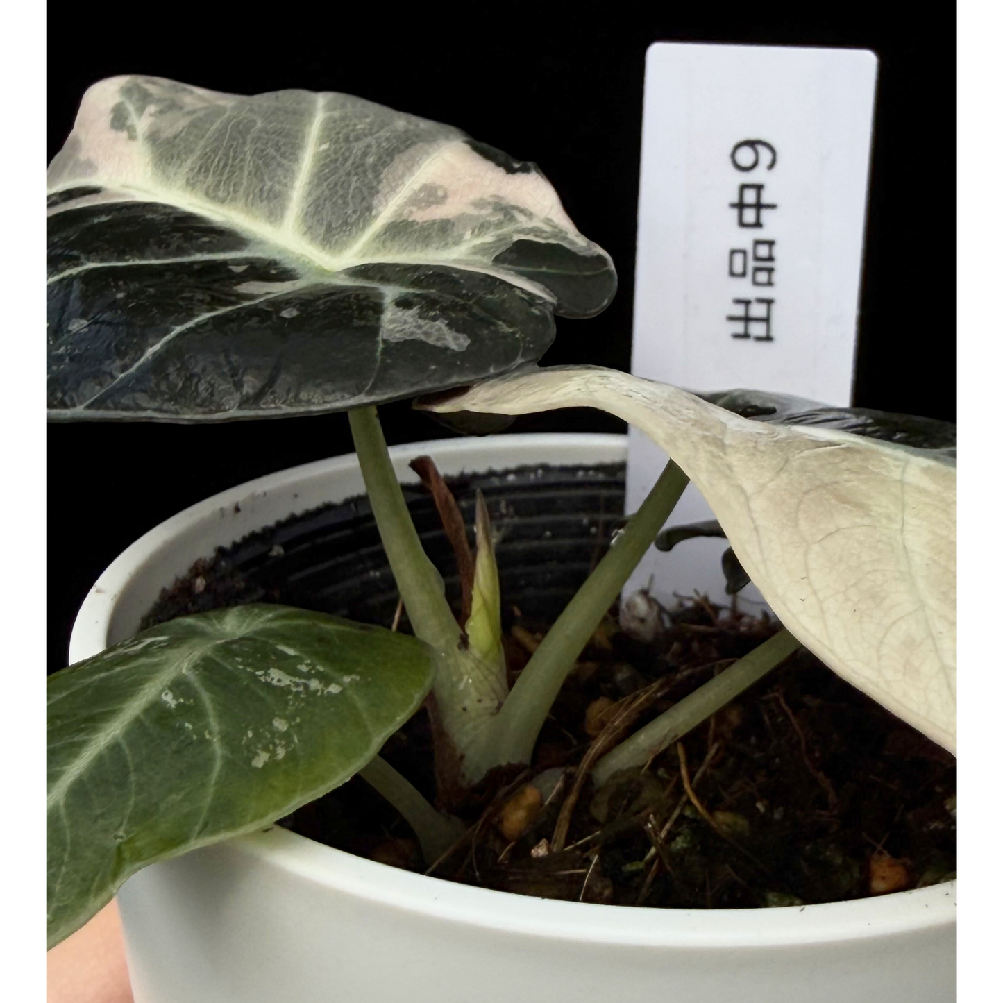 【一点もの】アロカシア ブラックベルベット ピンク斑入り Alocasia Black Velvet Pink Variegated レア 希少