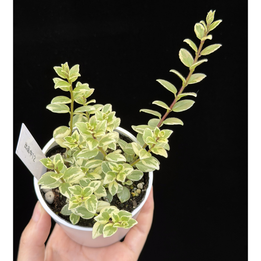 【一点もの】コルムネア ミクロフィラ 斑入り 希少 レア 12