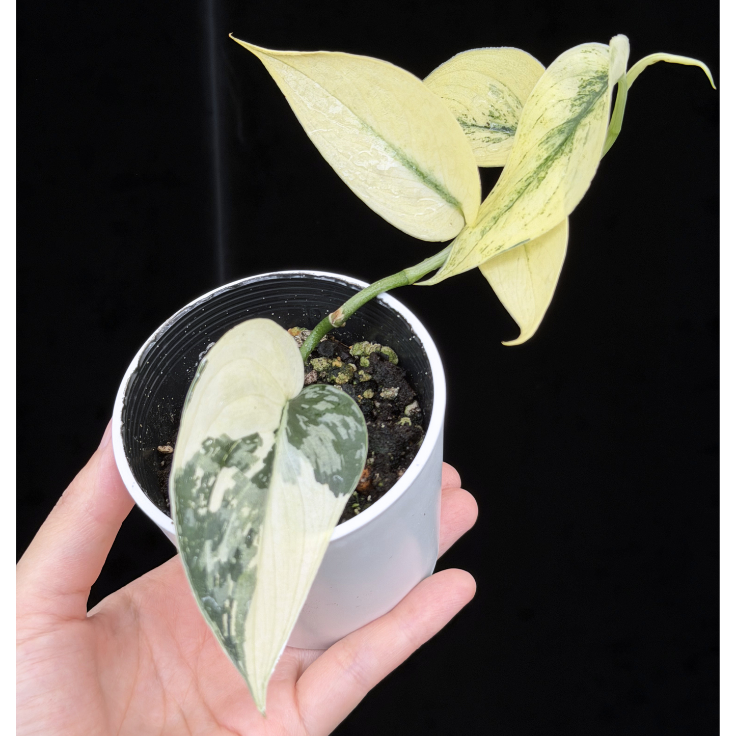【一点もの】スキンダプサス ピクタス マヤリ Scindapsus Pictus variegata “ｍayari “