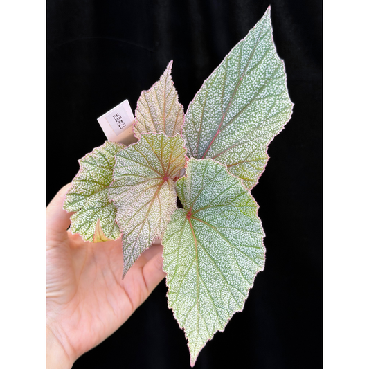 【一点もの】ベゴニア シンバッド Begonia Sinbad 23