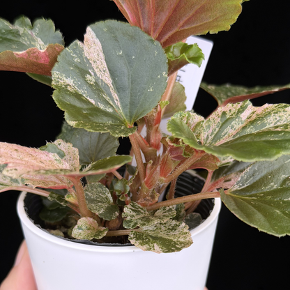 【一点もの】ベゴニア ククラータ ピンク斑入り begonia cucullata Pink variegated 希少 レア 15