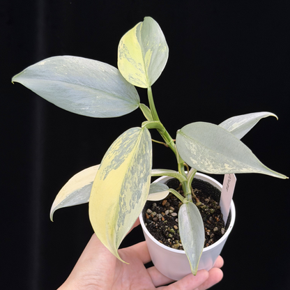 【一点もの】Philodendron Silver Sword Variegata フィロデンドロン シルバーソード シルバーメタル ハスタータム 斑入り レア 希少 20