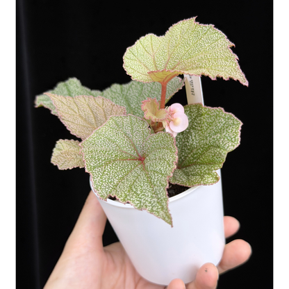 【一点もの】ベゴニア シンバッド Begonia Sinbad 1
