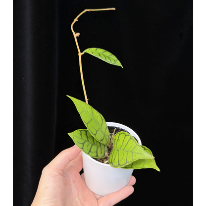 【一点もの】ホヤ カリストフィラ 花座付き Hoya callistophylla