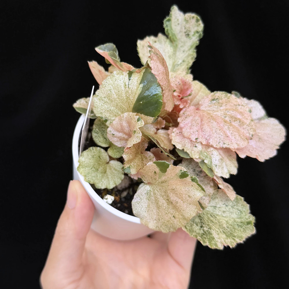 【一点もの】ベゴニア ククラータ ピンク斑入り begonia cucullata Pink variegated 希少 レア 7
