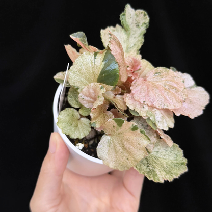 【一点もの】ベゴニア ククラータ ピンク斑入り begonia cucullata Pink variegated 希少 レア 7